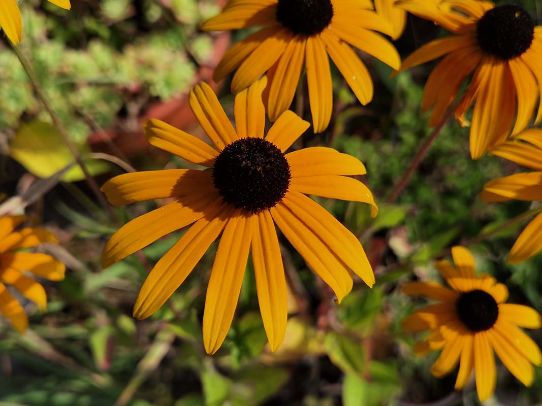 Rudbeckia fulgida